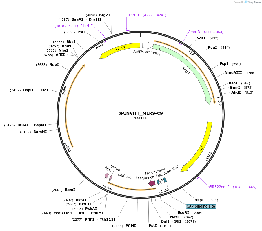 251753-plasmid-map-sequence-id-503241