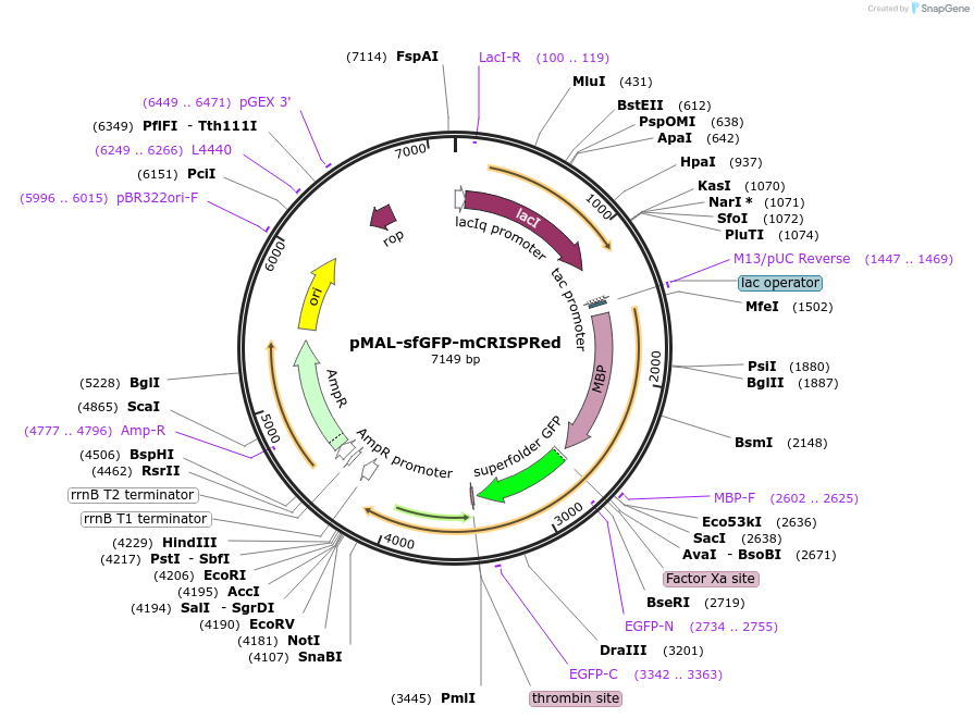 241869-plasmid-map-sequence-id-503260