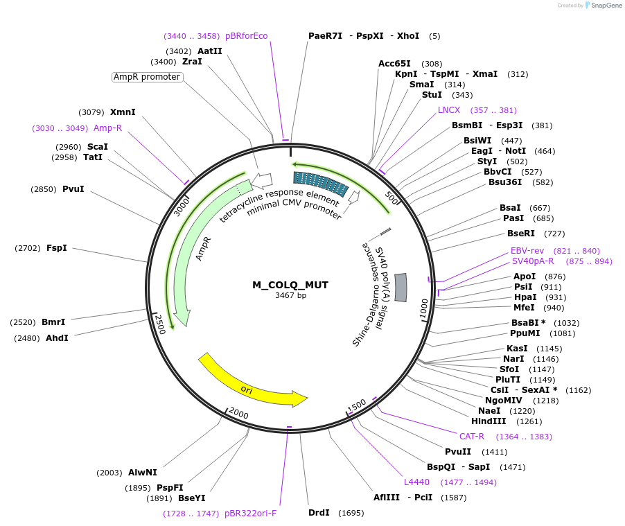 249776-plasmid-map-sequence-id-503261