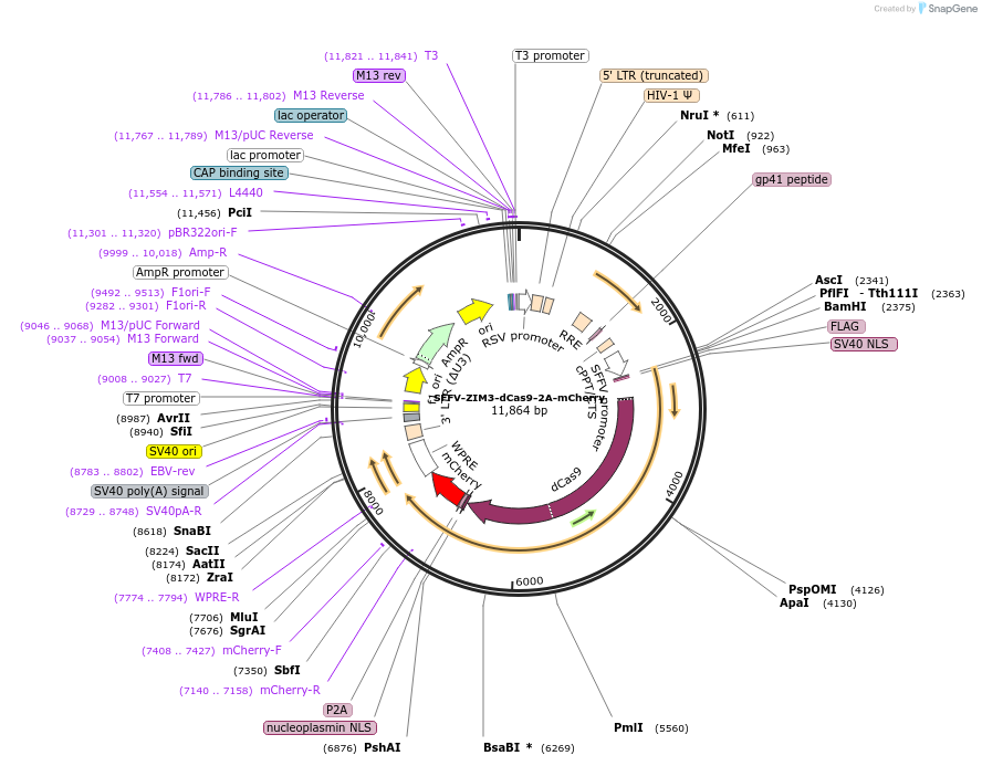 251398-plasmid-map-sequence-id-503264
