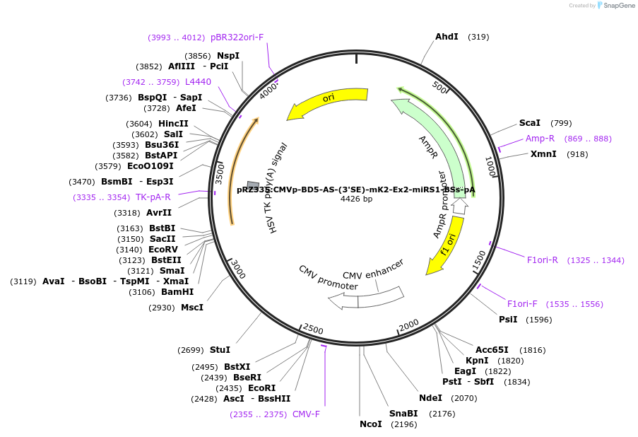 251327-plasmid-map-sequence-id-503272