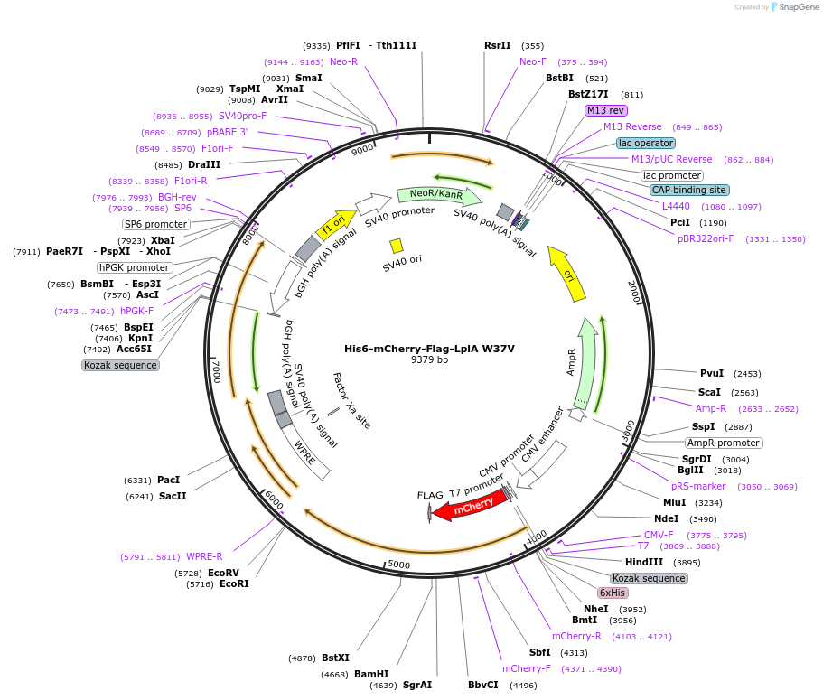 248802-plasmid-map-sequence-id-503274