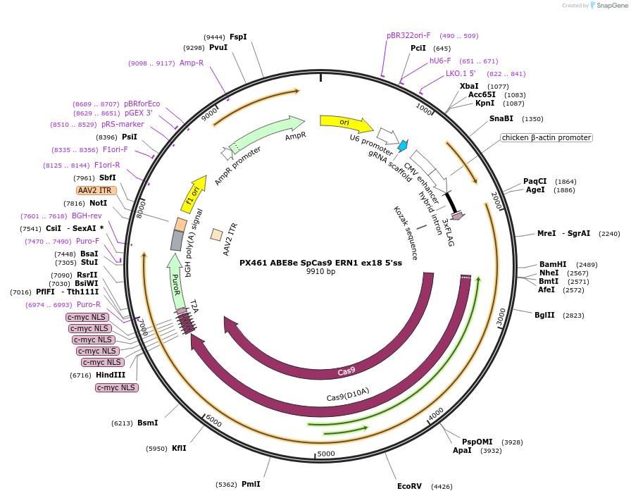 250298-plasmid-map-sequence-id-503281