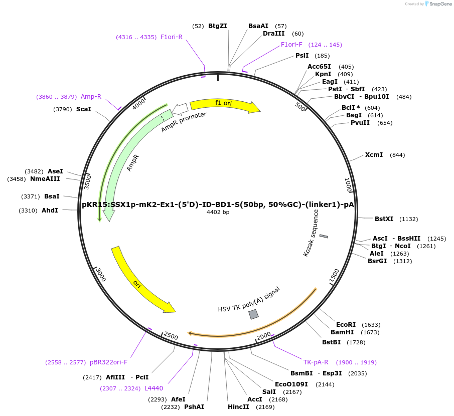 251273-plasmid-map-sequence-id-503282