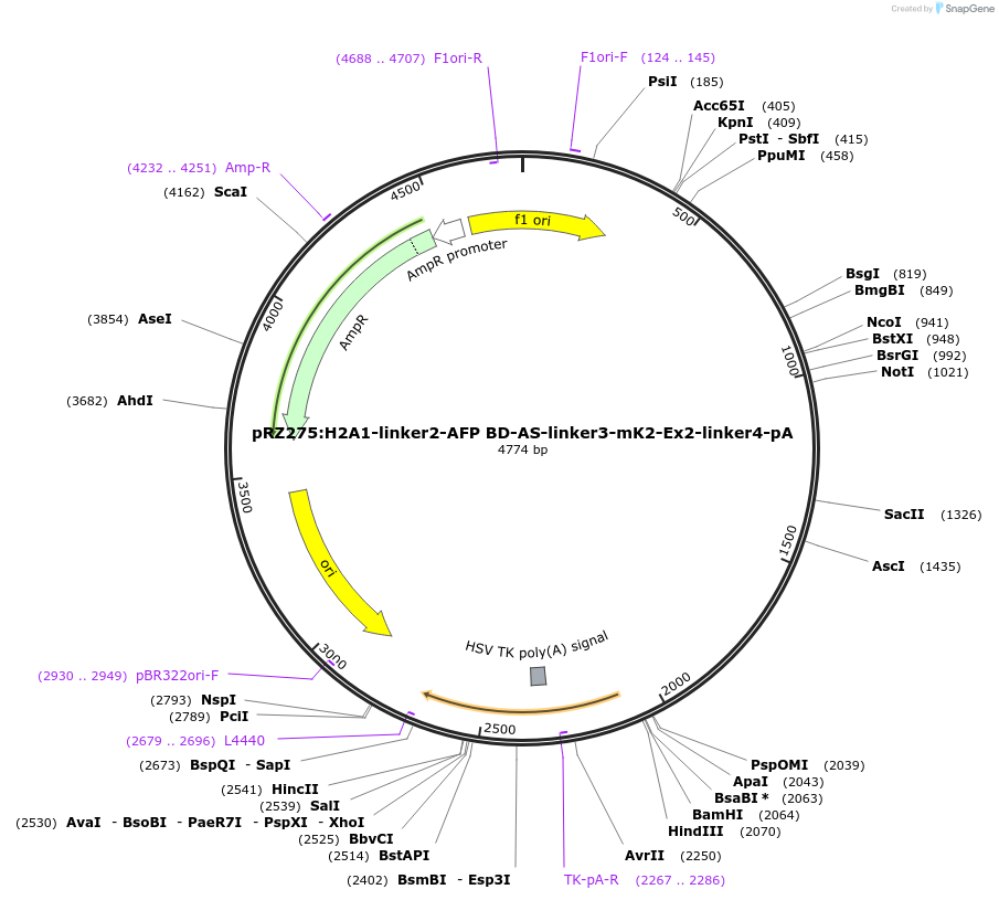 251322-plasmid-map-sequence-id-503287