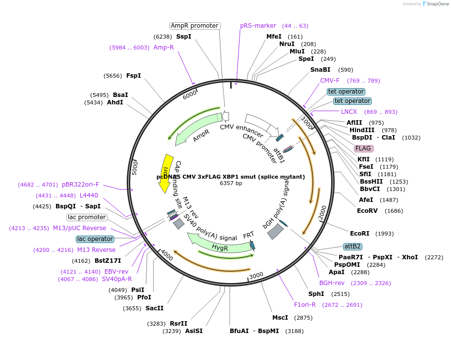 250303-plasmid-map-sequence-id-503303