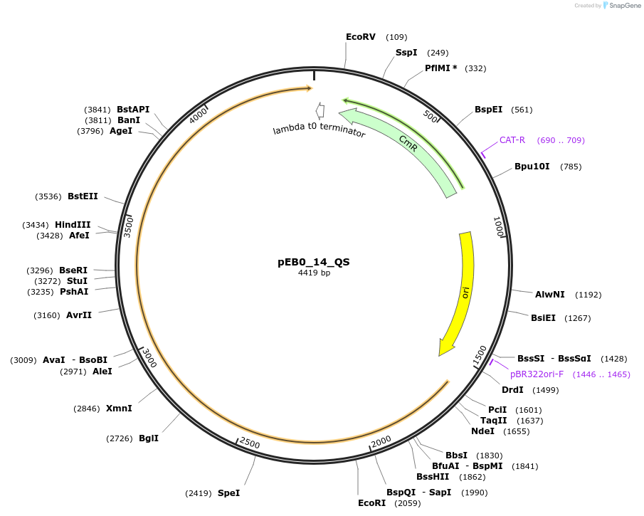 236217-plasmid-map-sequence-id-503310