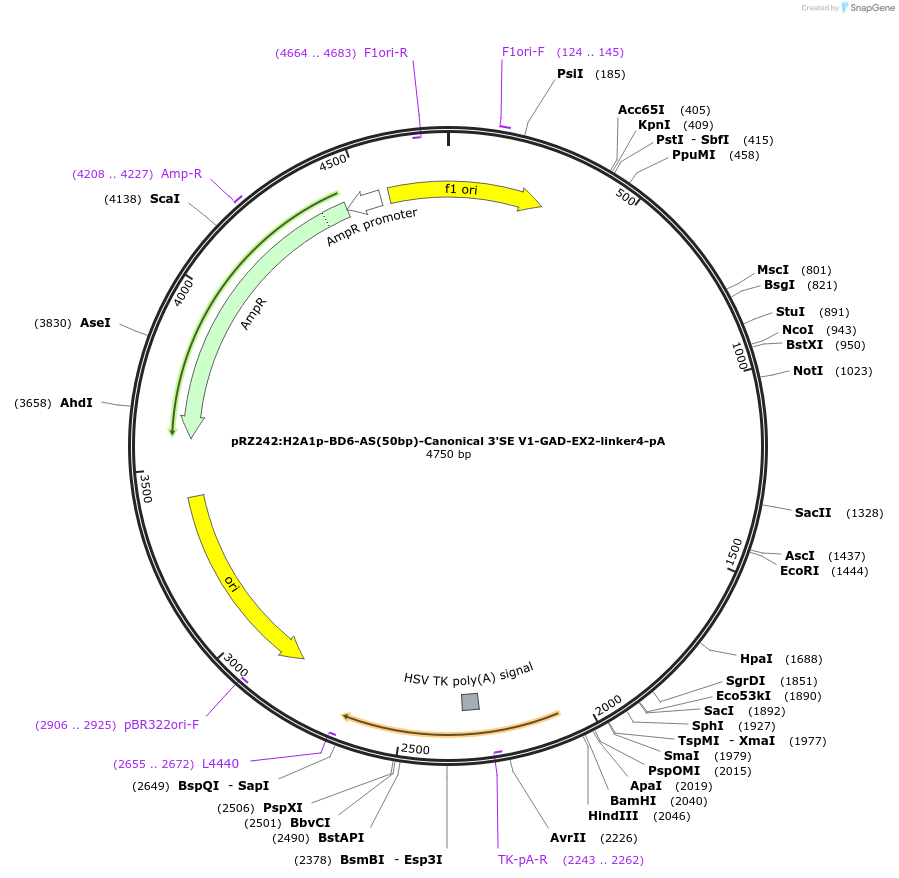 251320-plasmid-map-sequence-id-503314
