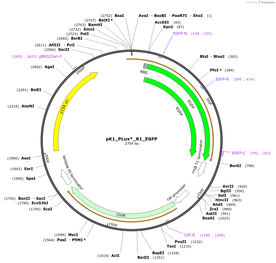 250901-plasmid-map-sequence-id-503351