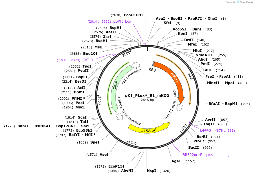 250902-plasmid-map-sequence-id-503352