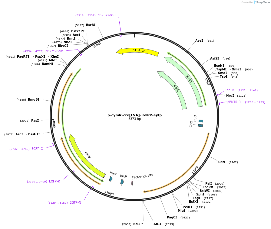 252620-plasmid-map-sequence-id-503365