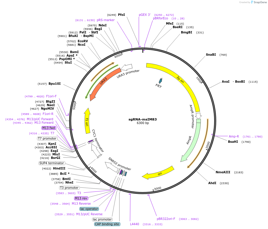 251968-plasmid-map-sequence-id-503378