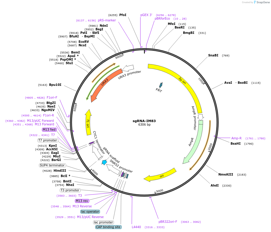 251967-plasmid-map-sequence-id-503379