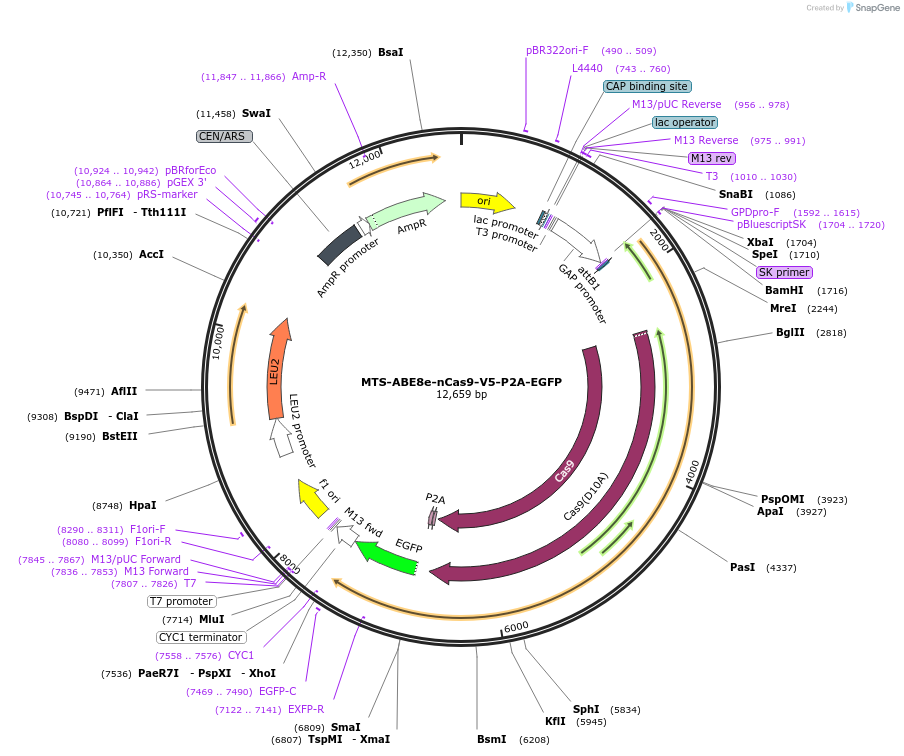251964-plasmid-map-sequence-id-503383