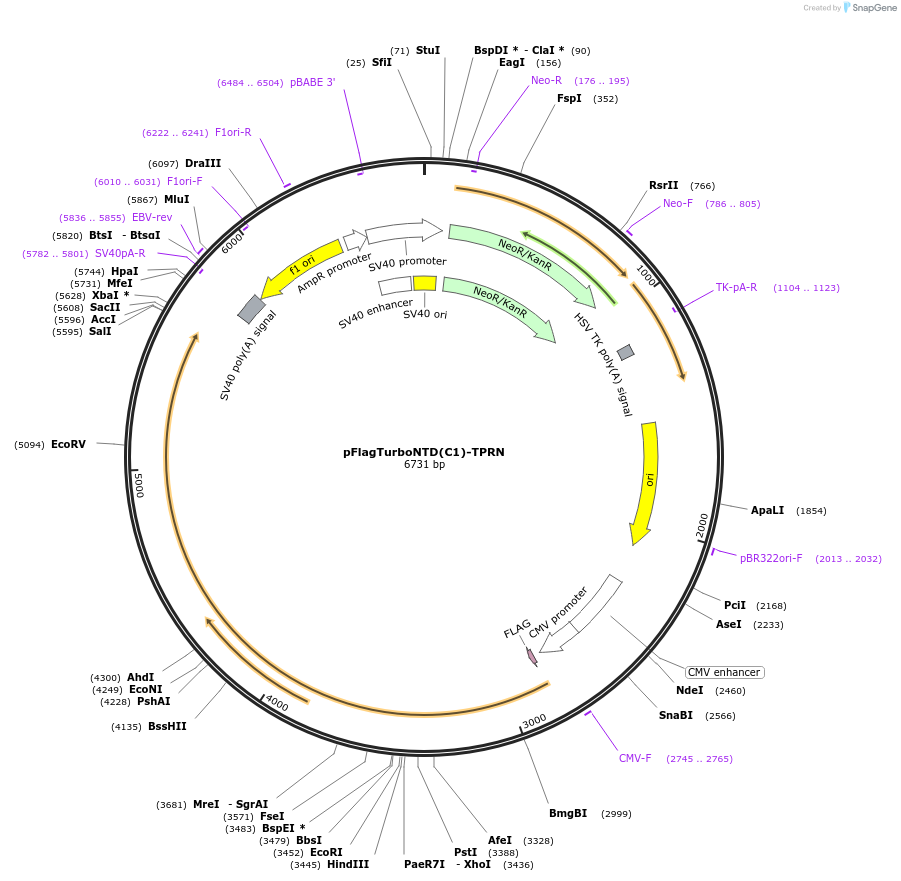 253069-plasmid-map-sequence-id-503393