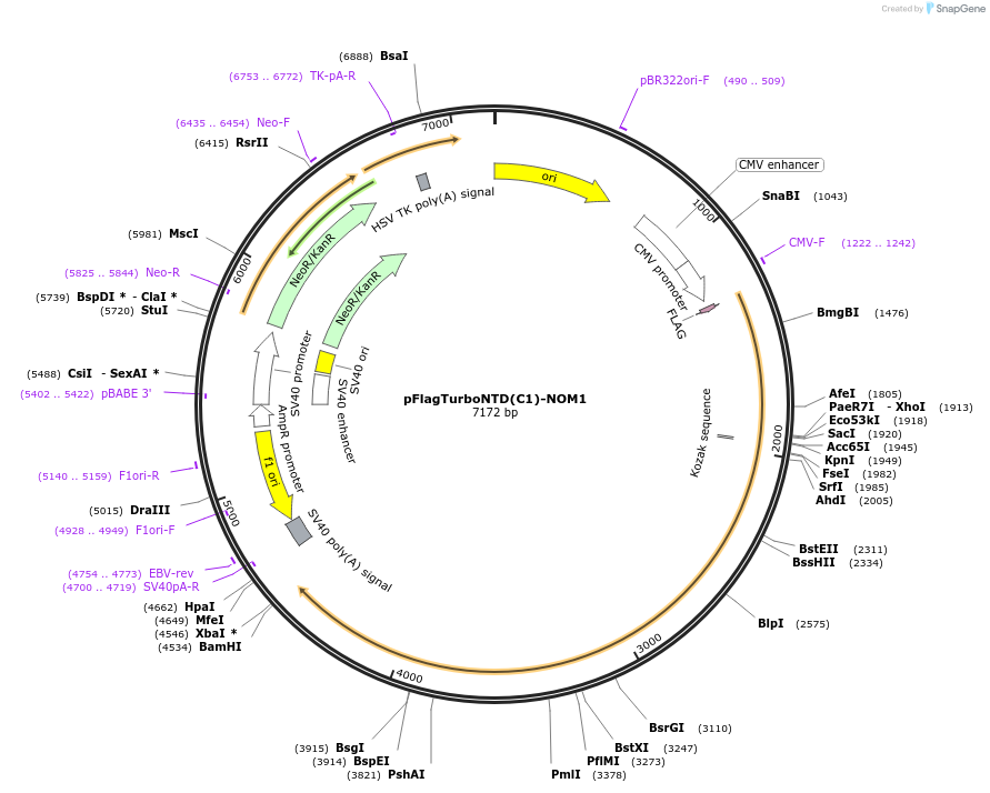 253070-plasmid-map-sequence-id-503397