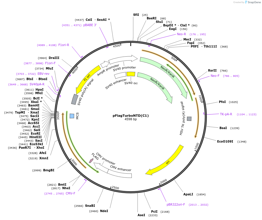 253058-plasmid-map-sequence-id-503401