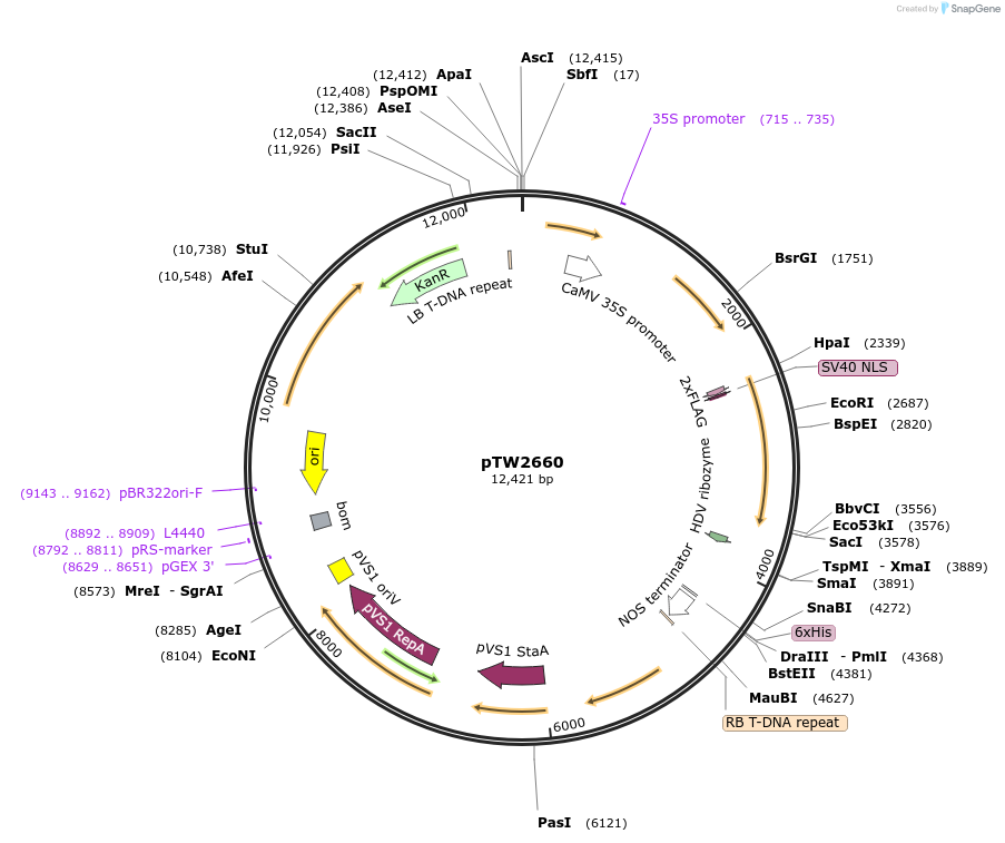 252584-plasmid-map-sequence-id-503402
