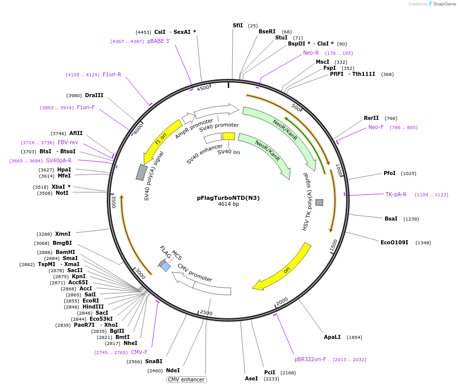 253059-plasmid-map-sequence-id-503404