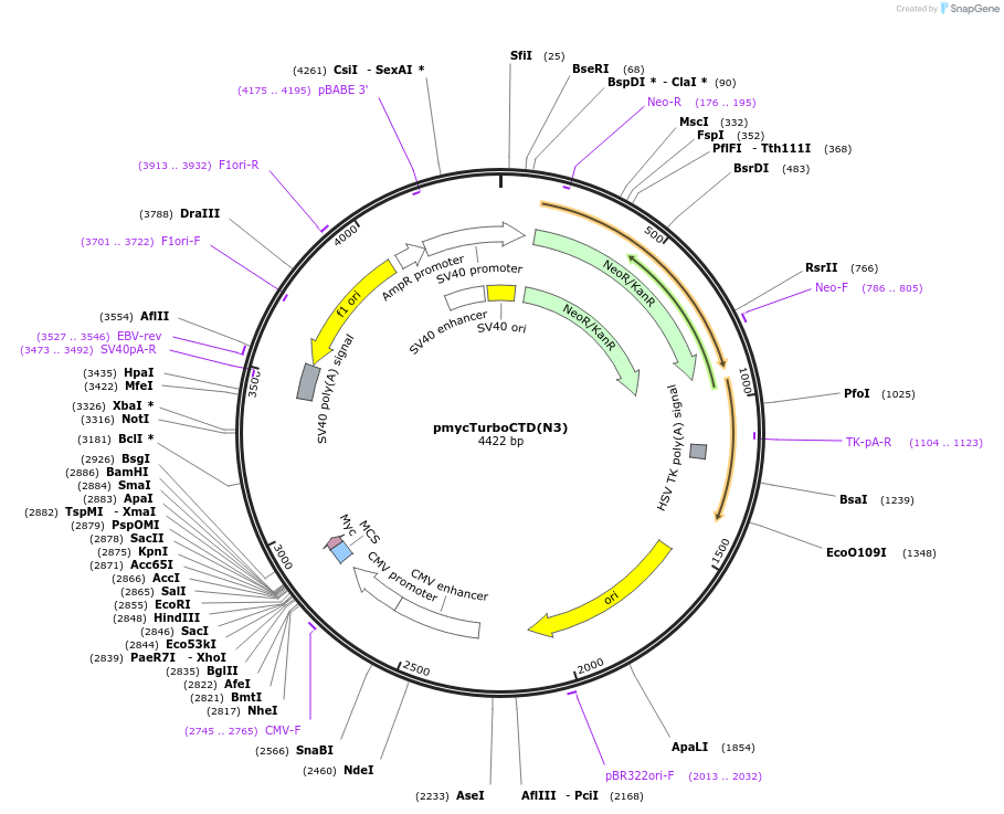 253061-plasmid-map-sequence-id-503405