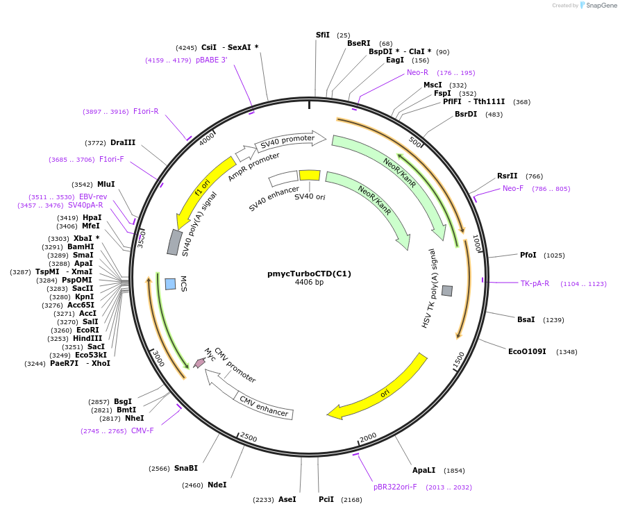253060-plasmid-map-sequence-id-503406