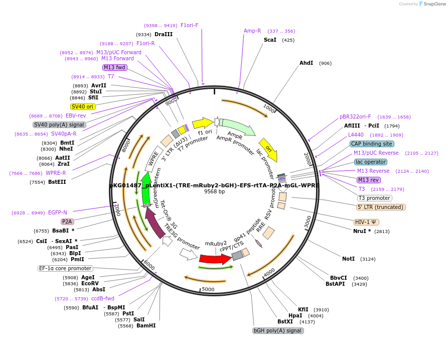 252555-plasmid-map-sequence-id-503411