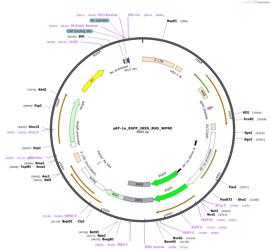 251221-plasmid-map-sequence-id-503415