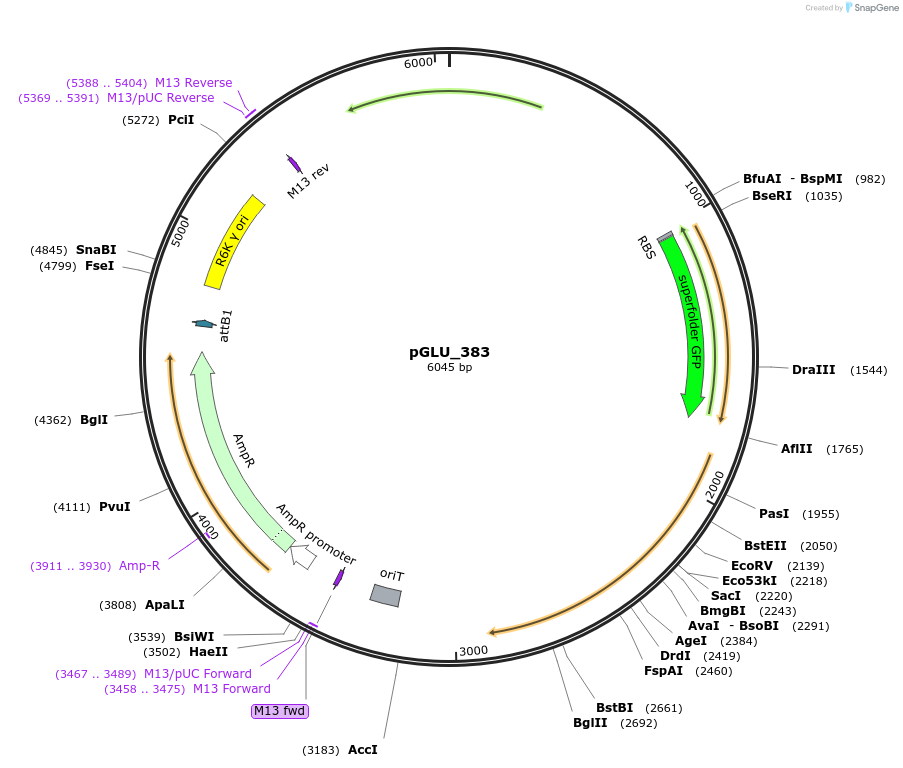 250618-plasmid-map-sequence-id-503416