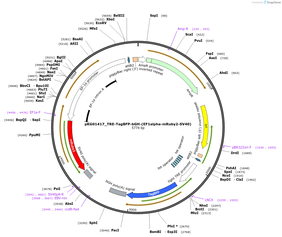 252542-plasmid-map-sequence-id-503461