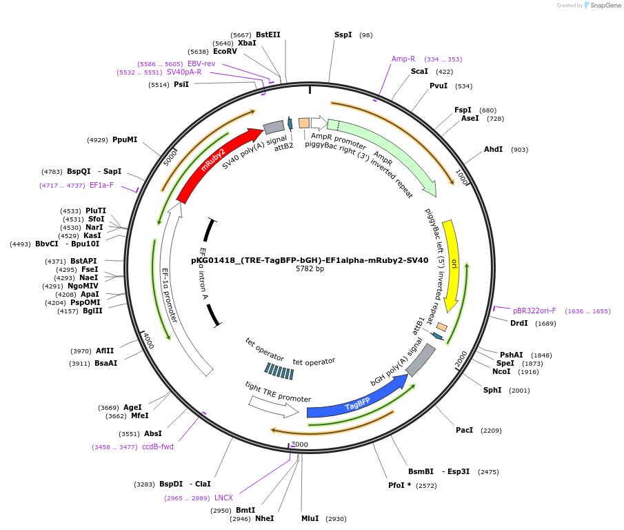 252543-plasmid-map-sequence-id-503462