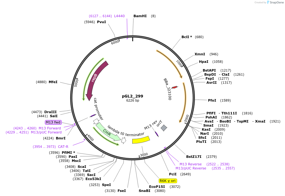 250497-plasmid-map-sequence-id-503498