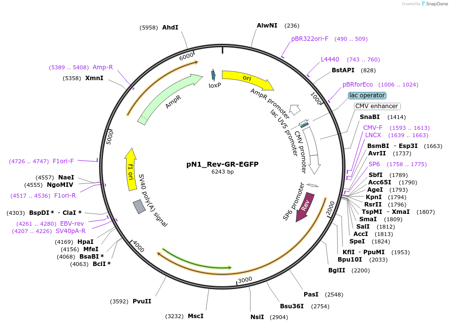 252750-plasmid-map-sequence-id-503503