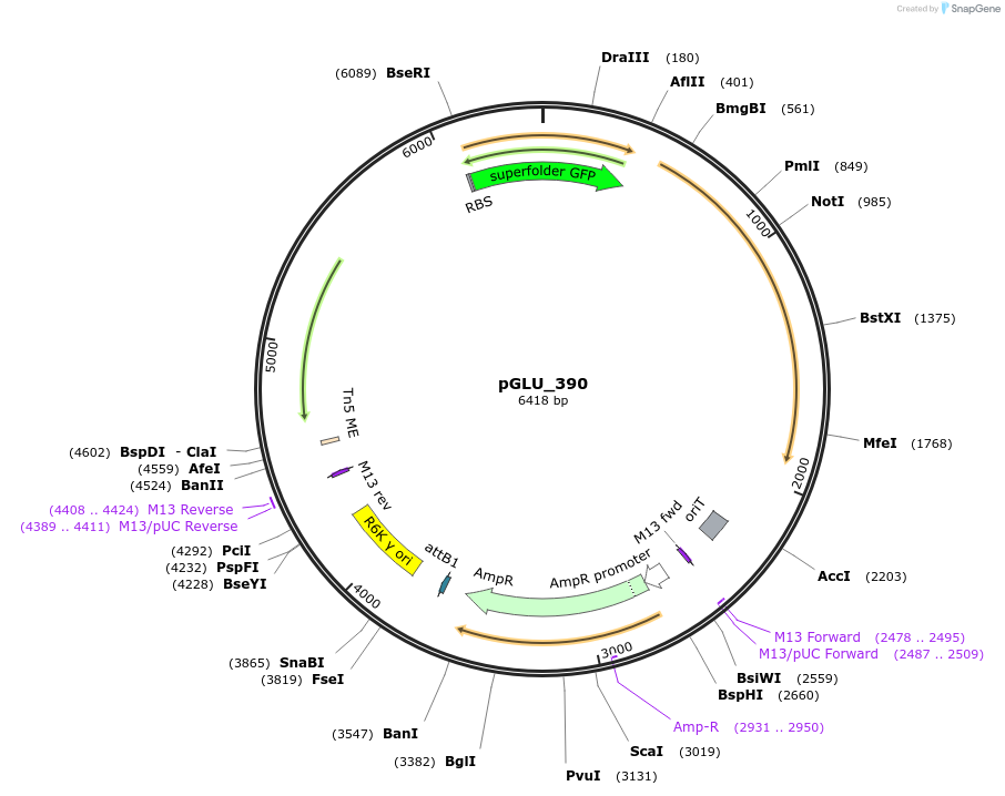 250625-plasmid-map-sequence-id-503506
