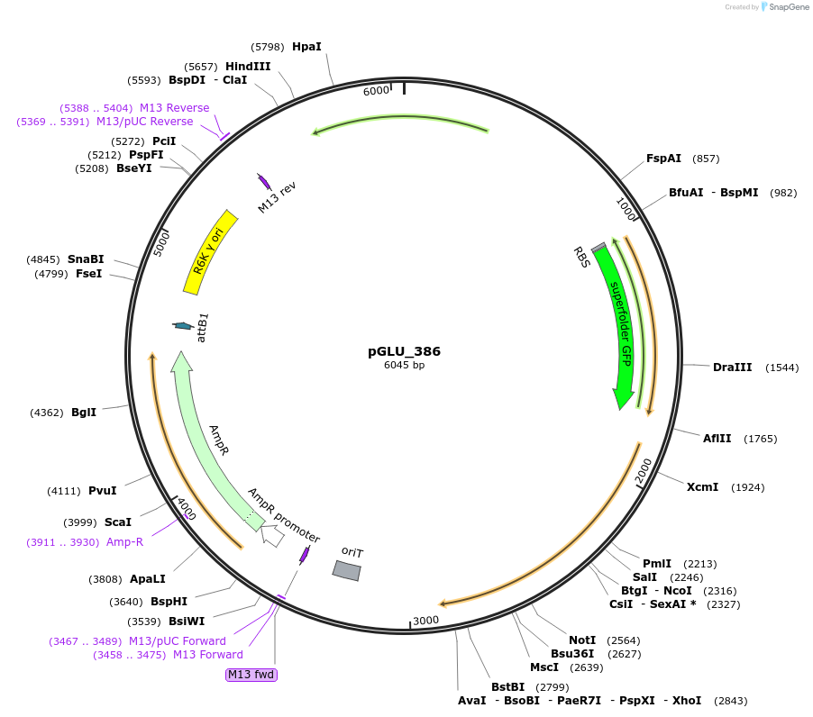 250621-plasmid-map-sequence-id-503507