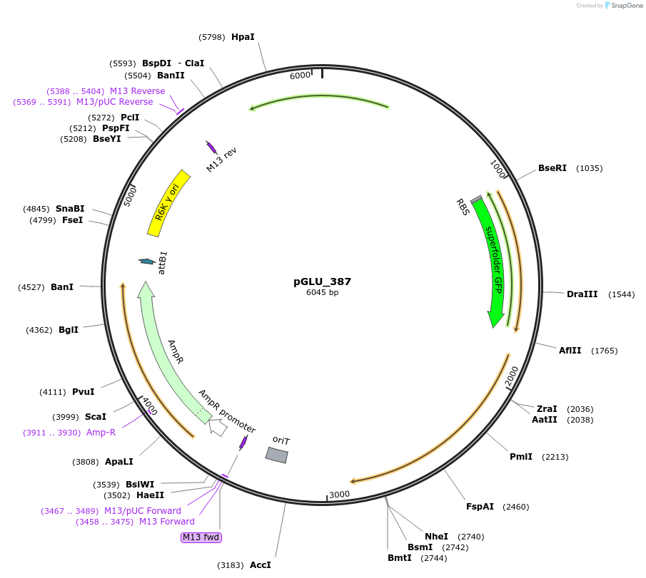 250622-plasmid-map-sequence-id-503508