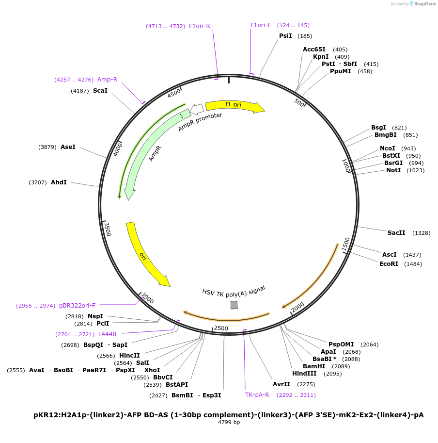 251270-plasmid-map-sequence-id-503517