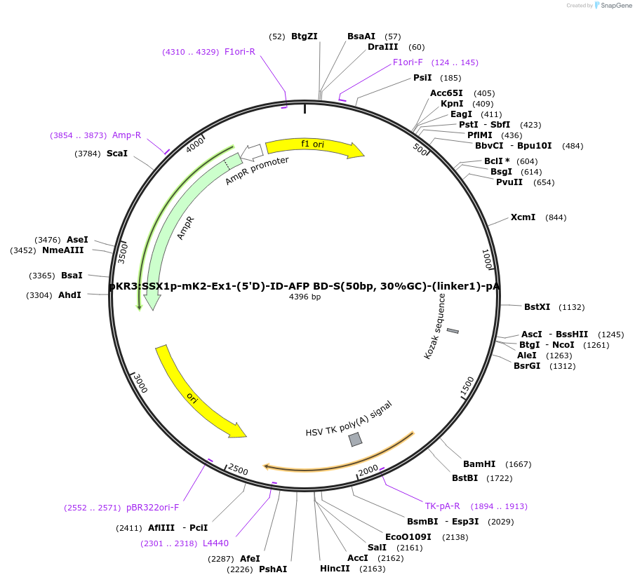251264-plasmid-map-sequence-id-503522
