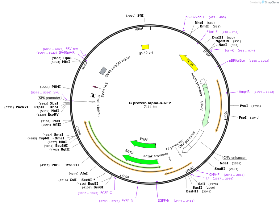 66083-plasmid-map-sequence-id-503654