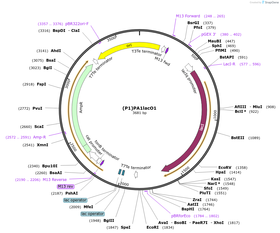 251365-plasmid-map-sequence-id-503679