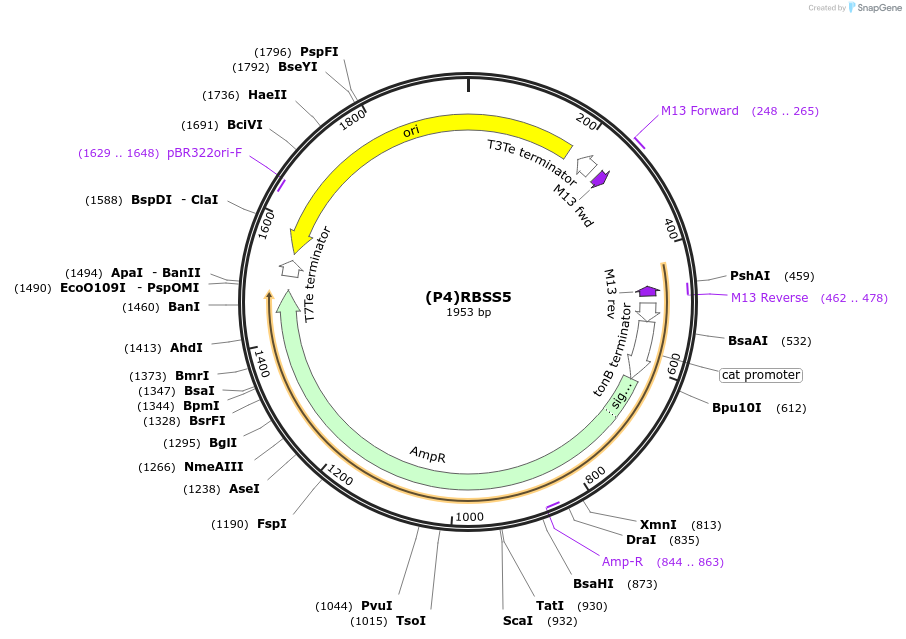 251380-plasmid-map-sequence-id-503680