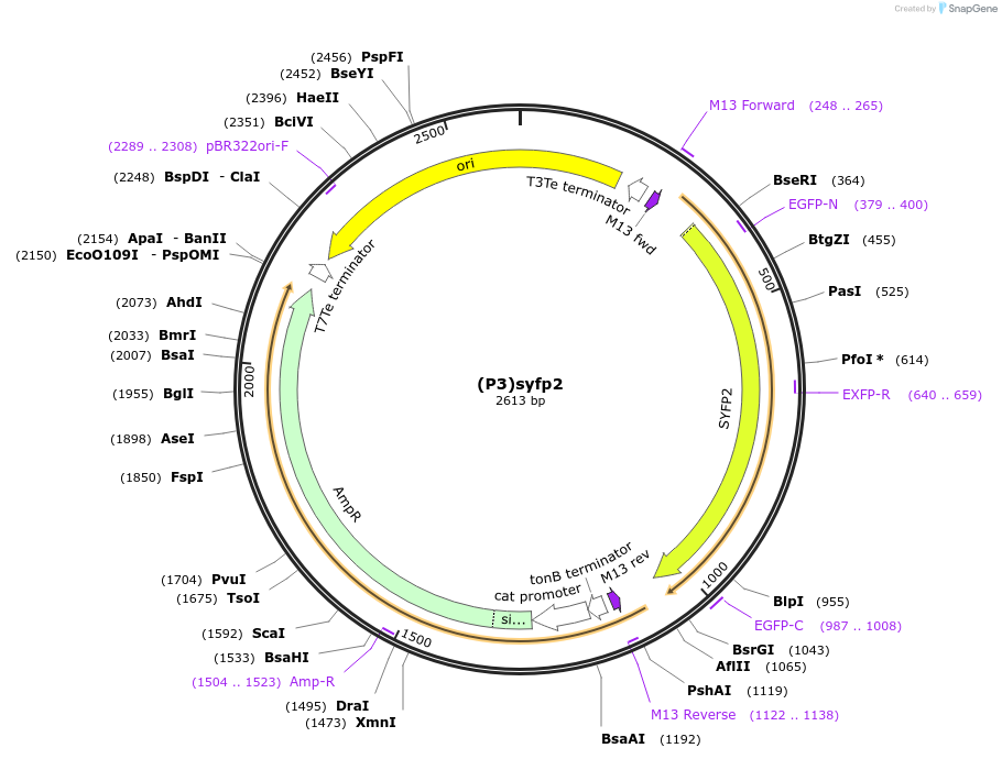 251374-plasmid-map-sequence-id-503700