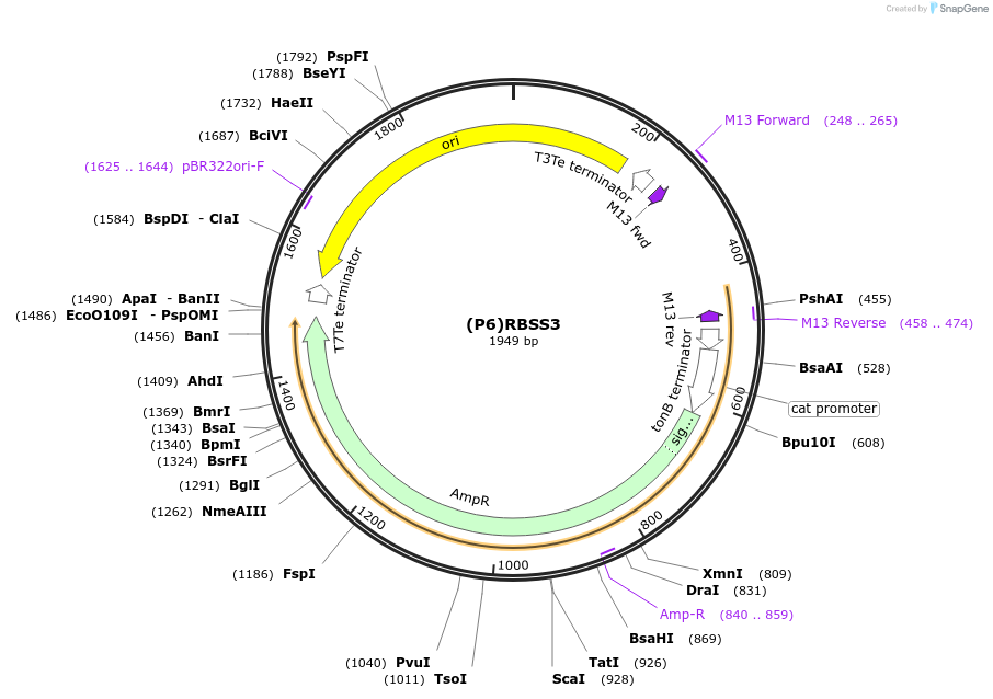 251388-plasmid-map-sequence-id-503708