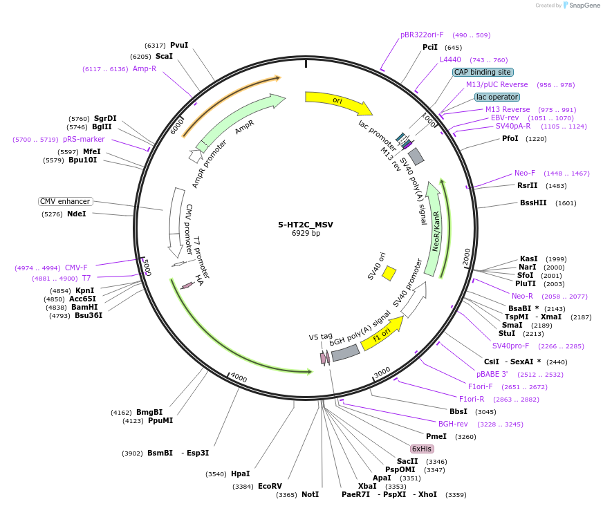 252887-plasmid-map-sequence-id-503719