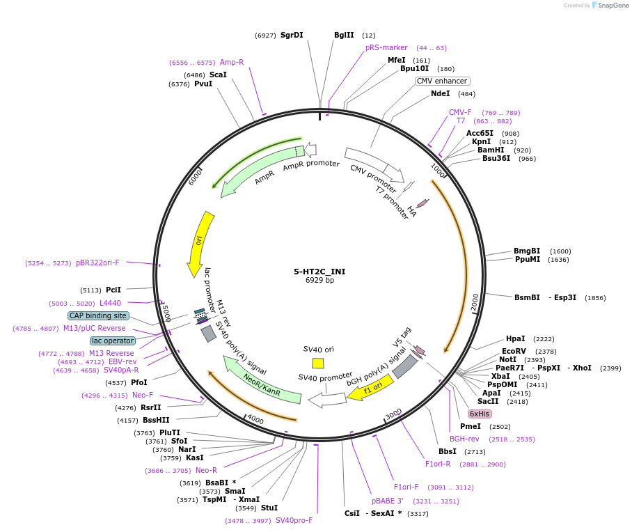 252875-plasmid-map-sequence-id-503720