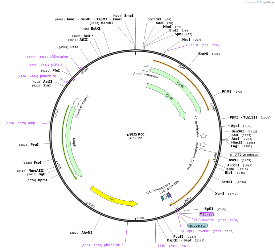 251364-plasmid-map-sequence-id-503724