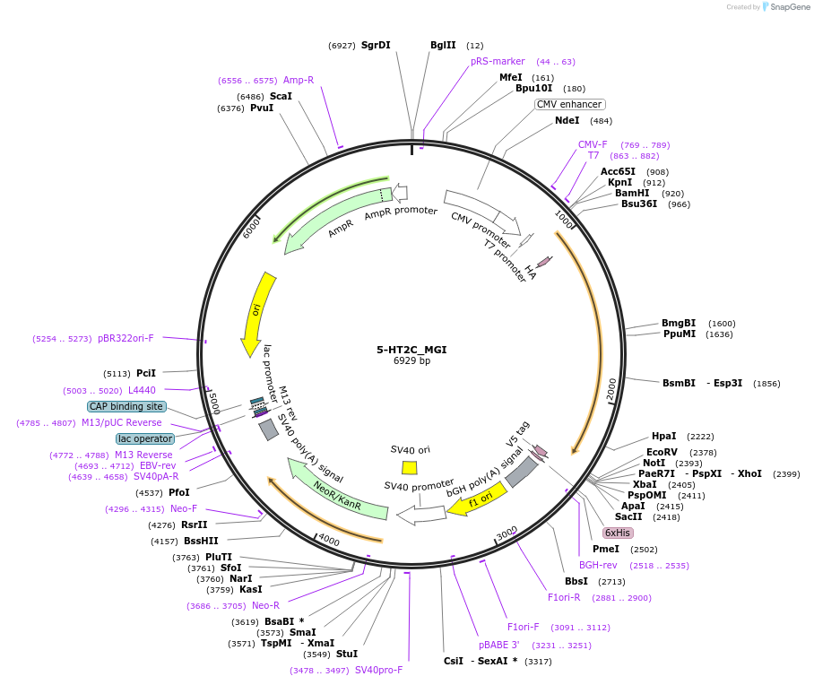 252878-plasmid-map-sequence-id-503732