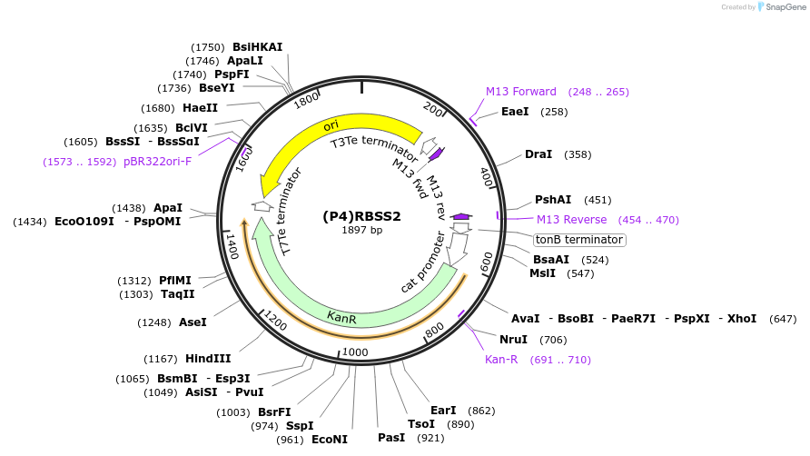 251377-plasmid-map-sequence-id-503740