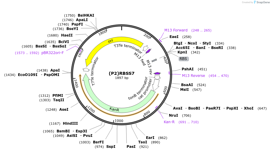 251372-plasmid-map-sequence-id-503741