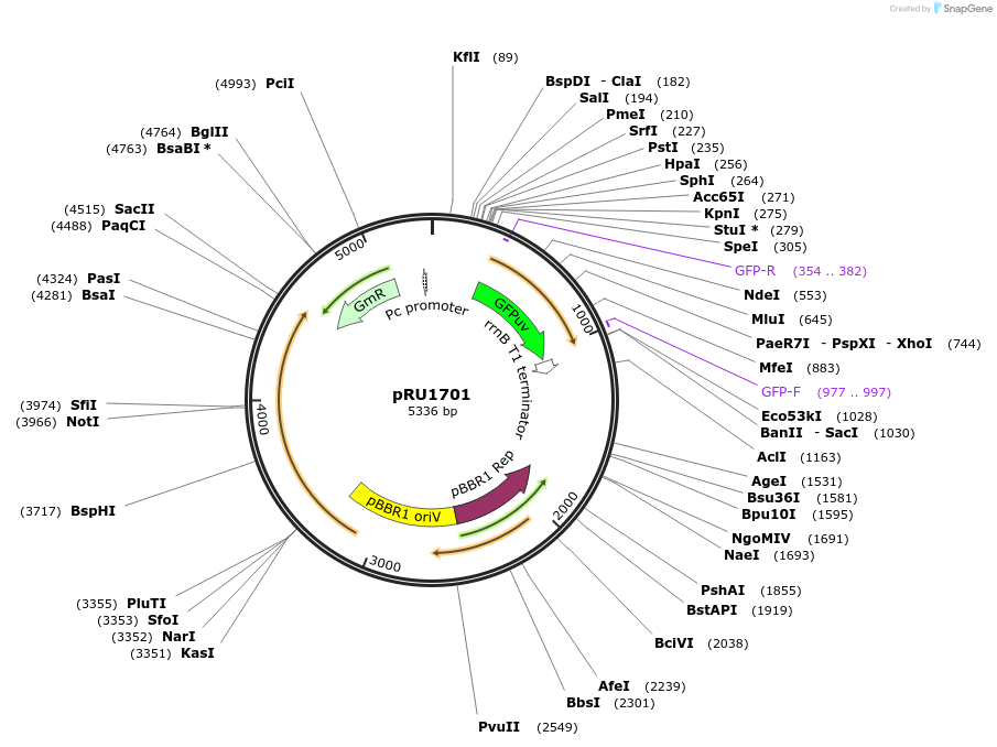 14461-plasmid-map-sequence-id-503789