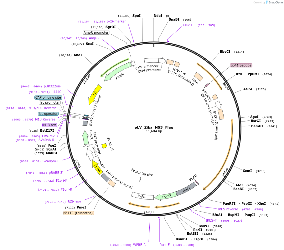 79635-plasmid-map-sequence-id-503852